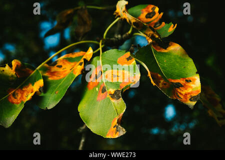 Red spots on the pear leaves. The tree is sick with a fungus Stock Photo