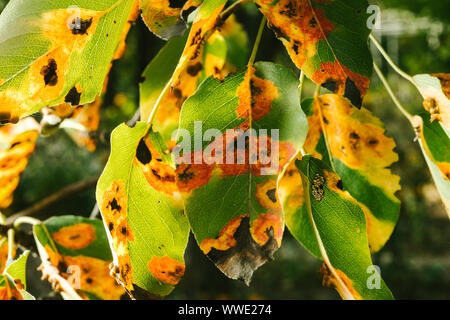 Red spots on the pear leaves. The tree is sick with a fungus Stock Photo