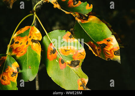 Red spots on the pear leaves. The tree is sick with a fungus Stock Photo