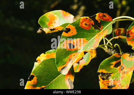 Red spots on the pear leaves. The tree is sick with a fungus Stock Photo