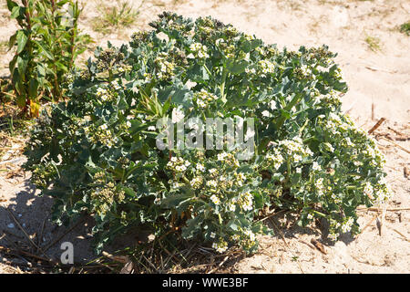 Sea Kale (Crambe maritima) flowering, growing on shingle bank ...