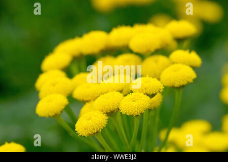 Tansy (tanacetum vulgare), close up of the tight-knit head of yellow, petal-less flowers the plant produces. Stock Photo