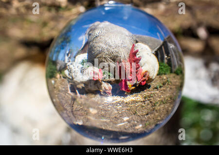 Chickens photographed with a lensball Stock Photo