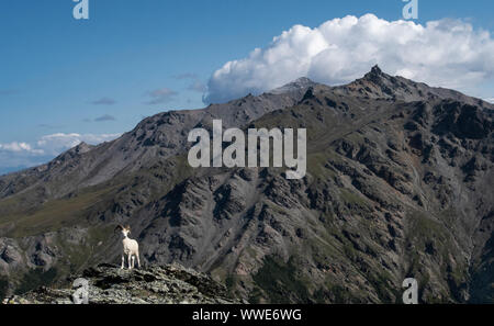 North America; United States; Alaska; Denali National Park; Wildlife; Dall Sheep; Ovis dalli; Ram; Summer Stock Photo