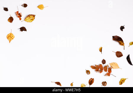Autumn composition.Frame made of autumn dry multi-colored leaves and berries of chokeberry on white background. Stock Photo
