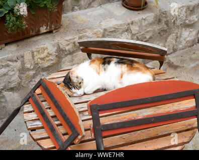 Cat asleep on table, Puget-Théniers, France, Europe Stock Photo