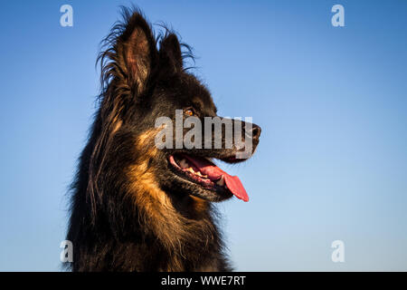 Portrait of a senior Old German Shepherd dog, 11 years old, in the evening sun Stock Photo
