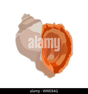 Beautiful rapana venosa shell icon isolated on white background, mollusk clam seashell, vector illustration. Stock Vector