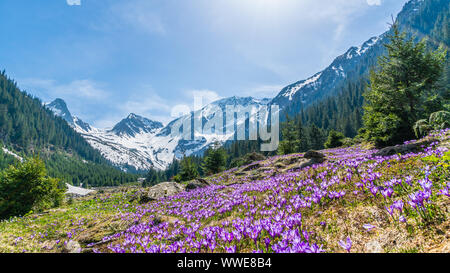 Alpine landscape with purple crocus flowers in spring season on Sambetei Valley in Fagaras mountains, Romania Stock Photo