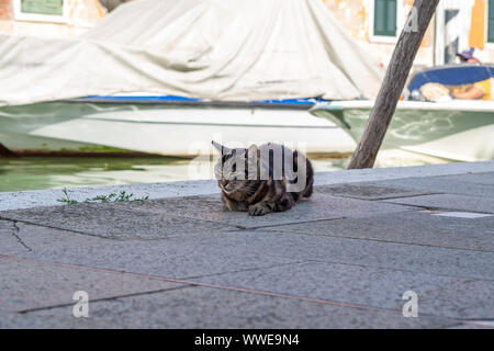 A cat relaxing on a pathway next to one of the canals on the Venetian island of Burano in Northern Italy. Stock Photo