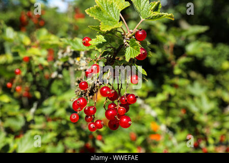 Red currant berries Stock Photo