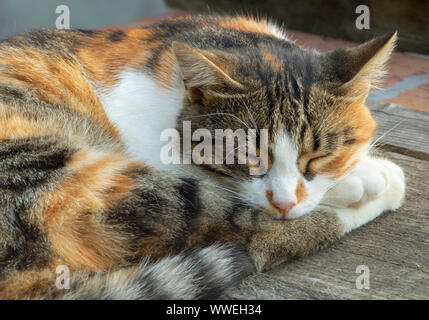 Adorable cat sleeping on wooden background. Three colored cat. Stock Photo