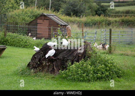 white doves sitting on a tree stump in a small garden with chickens in the background, during the daytime Stock Photo