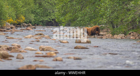 Highland cow trying to cross river in Aberdeenshire, Scotland Stock Photo