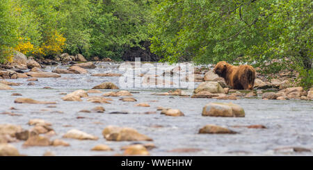 Highland cow trying to cross river in Aberdeenshire, Scotland Stock Photo