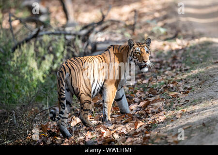 Bengal Tiger (Panthera Tigris Tigris) in India Stock Photo