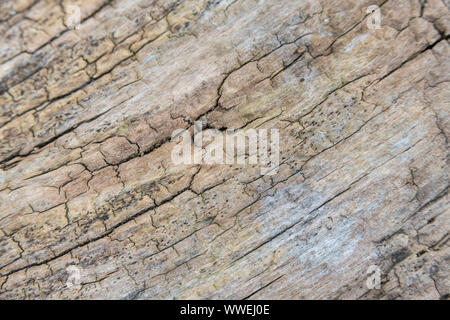 Macro close-up shot of rotting tree trunk wood texture. Curved trunk gives shallow DoF with focus limited to central image parts & rest falling away. Stock Photo