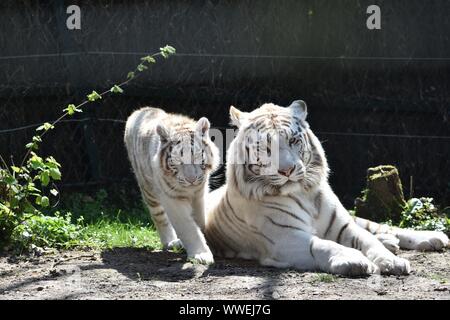 White Tigers, mother and son relaxing on ground Stock Photo