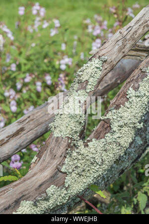 Pale green foliose lichen thallus covering fallen tree trunk lying on the ground. Possibly Parmotrema perlatum. SEE NOTES. Stock Photo