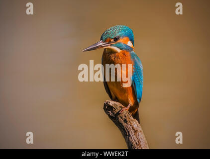 Kingfisher perched in a branch