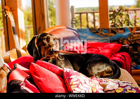 Lazy dog in the sunshine Stock Photo