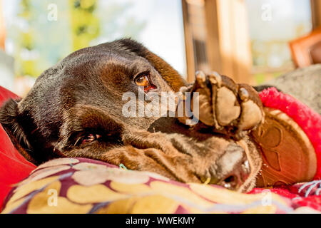 Sad dog's face in the morning sunlight Stock Photo