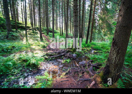 A path and a stream in a spruce forest in Karelia Stock Photo