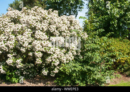 Olearia x haastii Daisy bush covered in corymbs full of white flowers  A evergreen perennial coastal shrub that is ideal for hedges and fully hardyHor Stock Photo