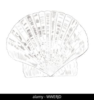 Seashell scallop isolated on white. Hand drawn sketch. Vector illustration. Stock Vector
