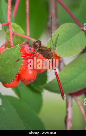 A male Sympetrum vicinum, Yellow-legged Meadowhawk, or Autumn Meadowhawk dragonfly - a member of the Libellulidae family on berries of an American Mou Stock Photo