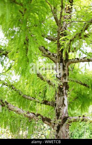 Taxodium distichum 'Hursley Park'. Stock Photo