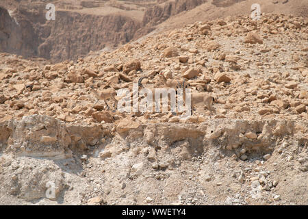 Close Up View of Hurd of Nubian ibex on a Ledge Stock Photo