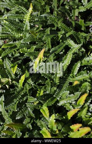 Blechnum penna-marina fern. Stock Photo
