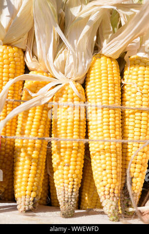 organic corncobs freshly harvested on the farmer’s market, selected focus, narrow depth of field Stock Photo