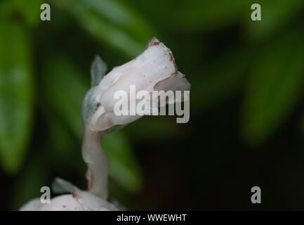 indian pipe (monotropa uniflora) Stock Photo