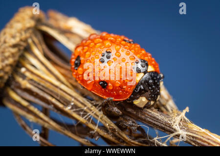 A dew-covered Seven-spotted Lady Beetle (Coccinella septempunctata) perches on Fireweed (Erechtites hieraciifolius) in the early morning. Stock Photo