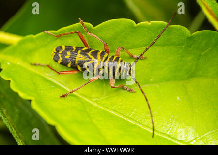 Locust Borer (Megacyllene robiniae) beetle. Stock Photo