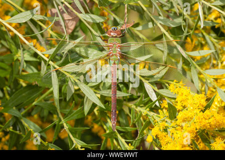Common Green Darner (Anax junius) - Female Stock Photo