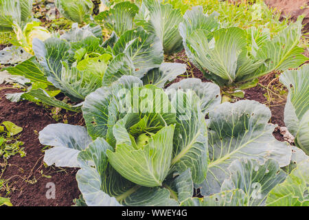 Cabbage plantation in the garden, on a sunny day Stock Photo