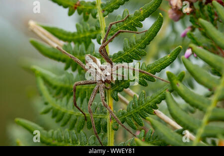 Nursery Web Spider (Pisaura mirabilis) Stock Photo