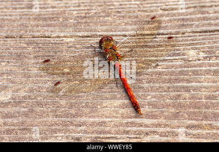 Common Darter Dragonfly (Sympetrum striolatum) Stock Photo