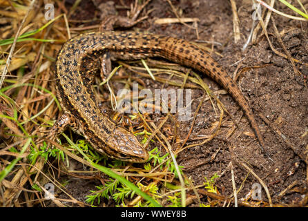 Common Lizard (Zootoca vivipara), Devon, UK Stock Photo