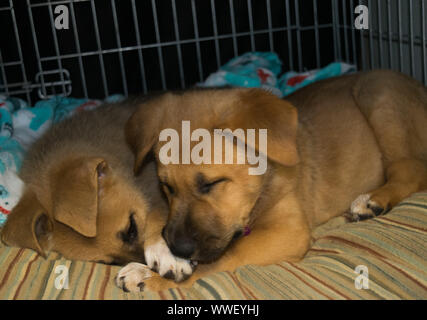 Adorable puppies playing and cuddling Stock Photo