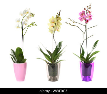 Beautiful orchids in pots on white background Stock Photo