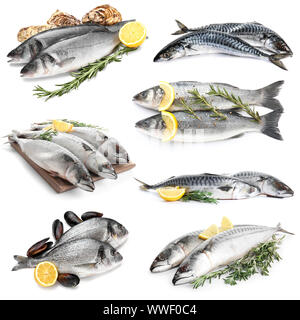 Different fresh fishes on white background Stock Photo
