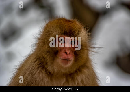 Young snow monkey Stock Photo