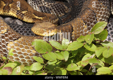 timber rattlesnake, (Crotalus horridus), adult female, Pennsylvania, gravid female timber rattlesnakes gather together at maternity sites and bask and Stock Photo