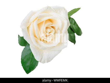 Elegant white rose flower with leaves isolated on white background. Clipping path Stock Photo