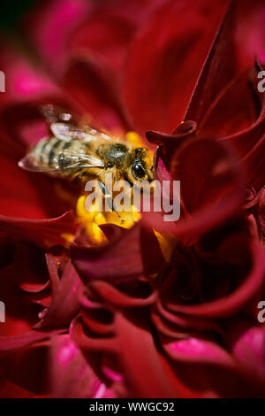 Close-up of a honey bee (Apis mellifera) sitting on a red dahlia flower. Stock Photo