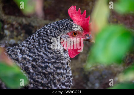 A close up of a Barred Plymouth Rock chicken with beautiful black and white feathers Stock Photo